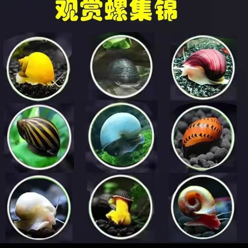神秘螺淡水观赏螺清洁除藻