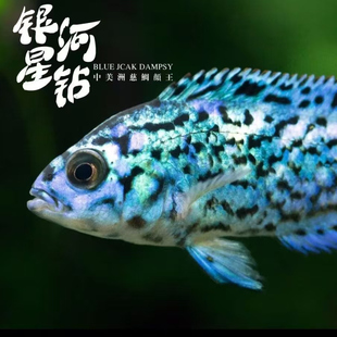 银河星钻鱼短鲷美洲慈鲷鱼三湖慈鲷活体珍珠豹热带观赏鱼新手易养