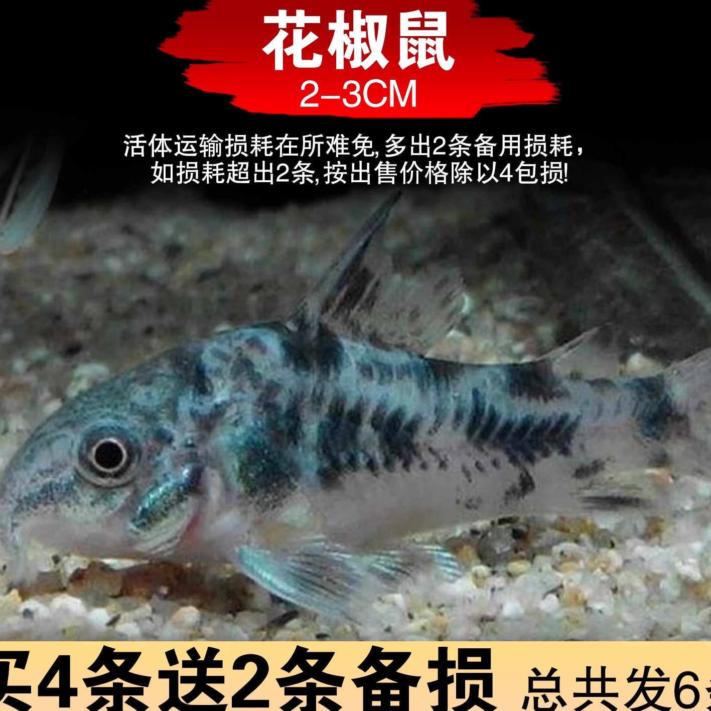 清苔鼠金苔鼠鱼热带观赏鱼清道夫鼠鱼鱼缸除藻鱼清洁鱼活体工具鱼