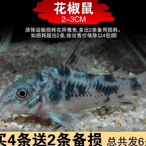 鼠鱼淡水顺丰包邮包邮