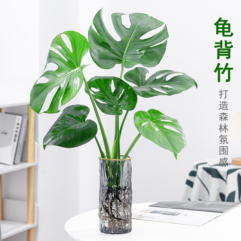 龟背竹水培植物室内大型盆栽客厅四季好养净化空气观叶森林感绿植