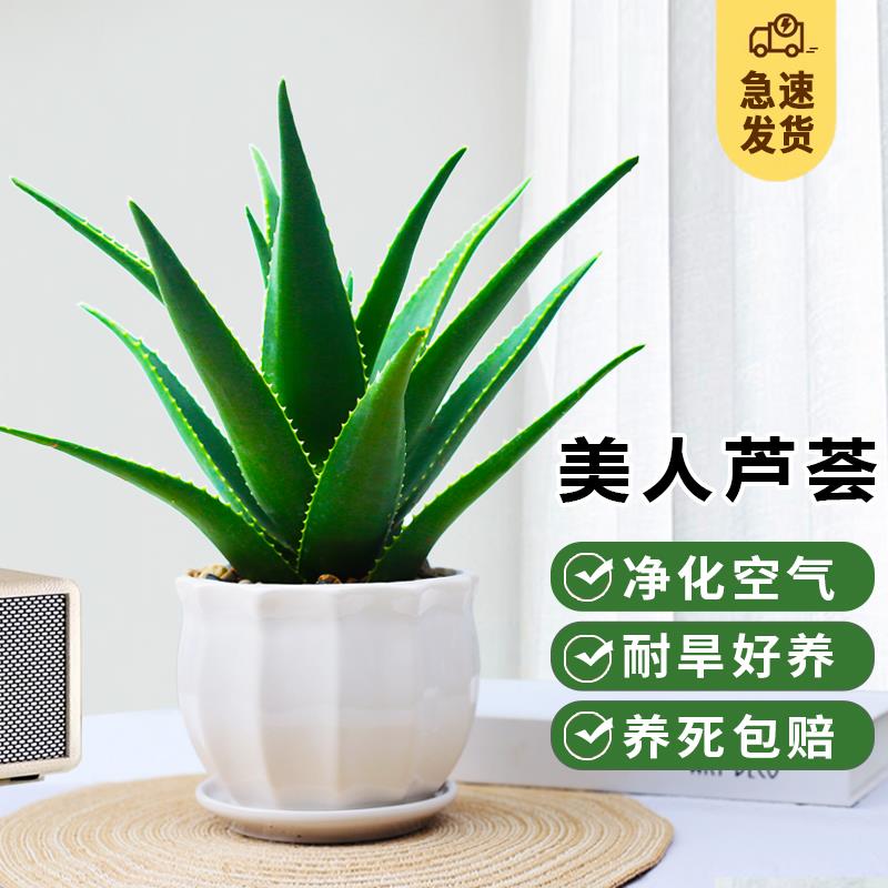 芦荟盆栽美容可食用室内净化空气植物办公室桌面好养易活绿植