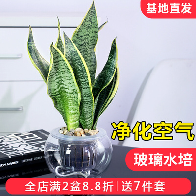 虎皮兰盆栽虎尾兰办公室内桌面小绿植玻璃水培植物净化空气绿植