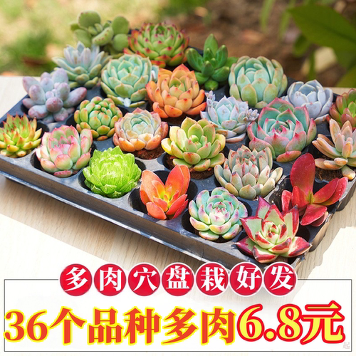 多肉植物组合精品盆栽套餐 阳台室内花卉小盆栽懒人绿植 基地直发 - 封面