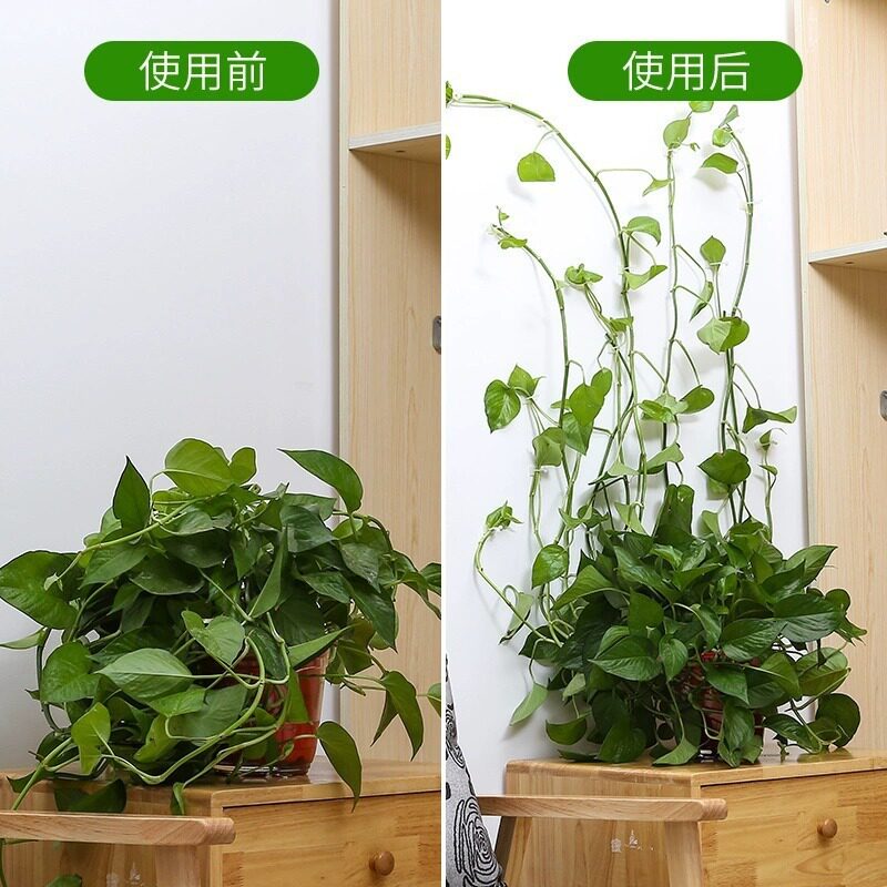 绿萝绿植爬墙固定神器无痕家用扣攀爬室内蔓藤植物墙上挂钩固定夹