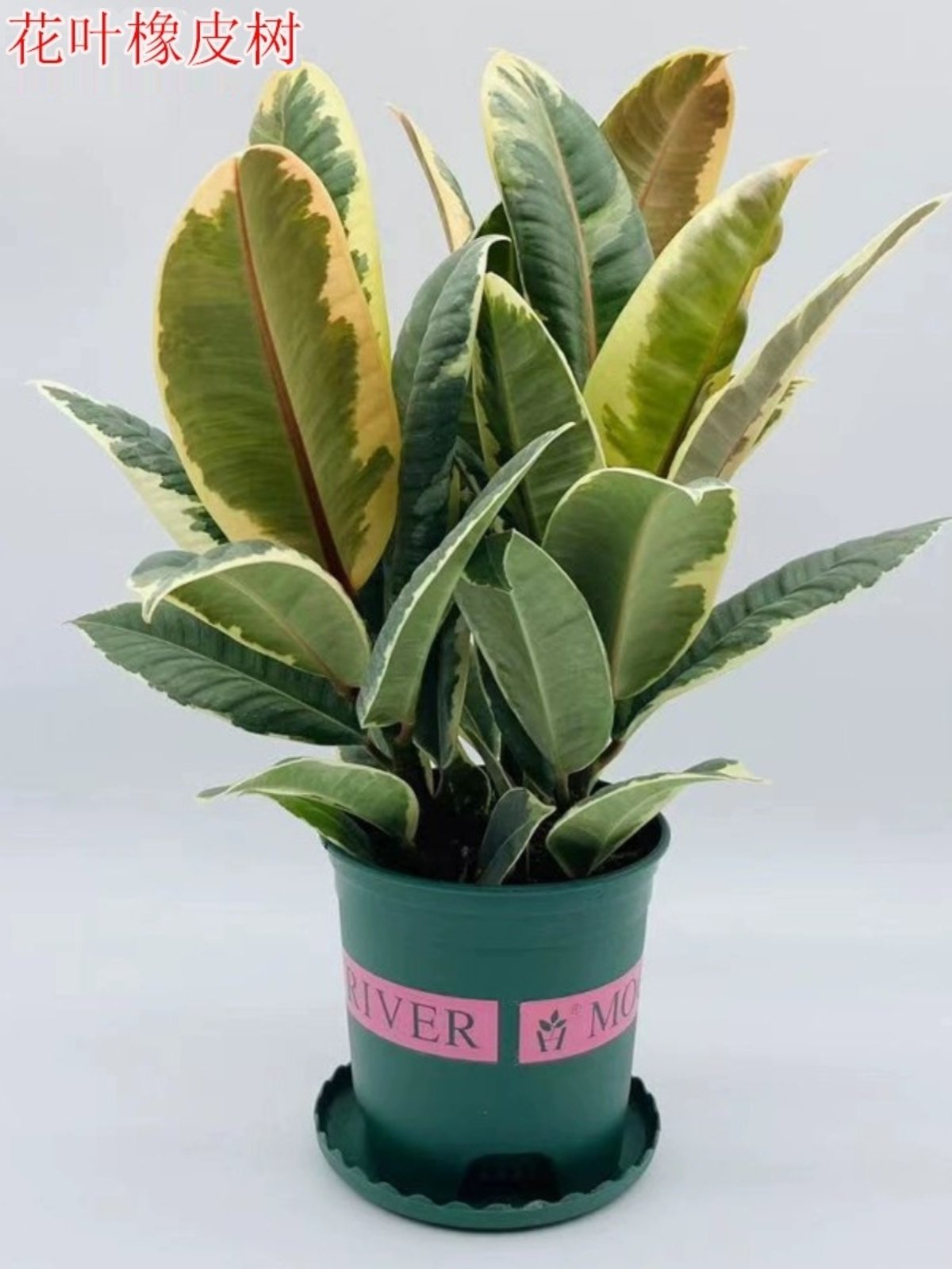 橡皮树花叶金刚绿植盆栽坦尼克室内四季耐寒阳台办公室吸甲醛很好
