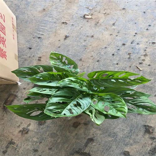 洞洞龟背竹客厅桌面吸甲醛易养活