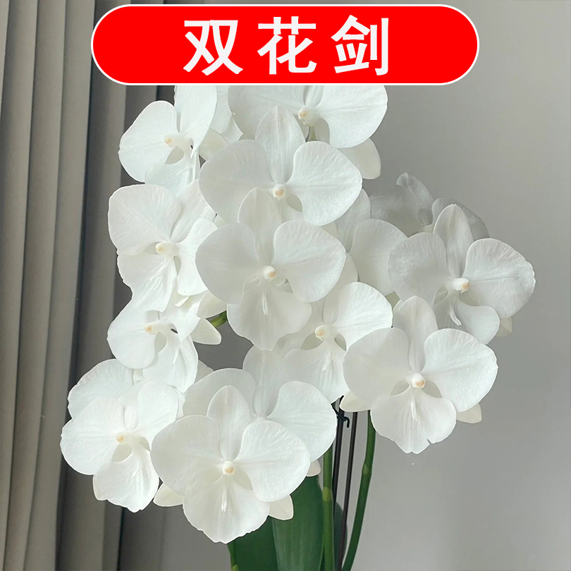 【双花剑】白天鹅蝴蝶兰盆栽带花剑2.8寸杯纯白蝴蝶兰室内花卉