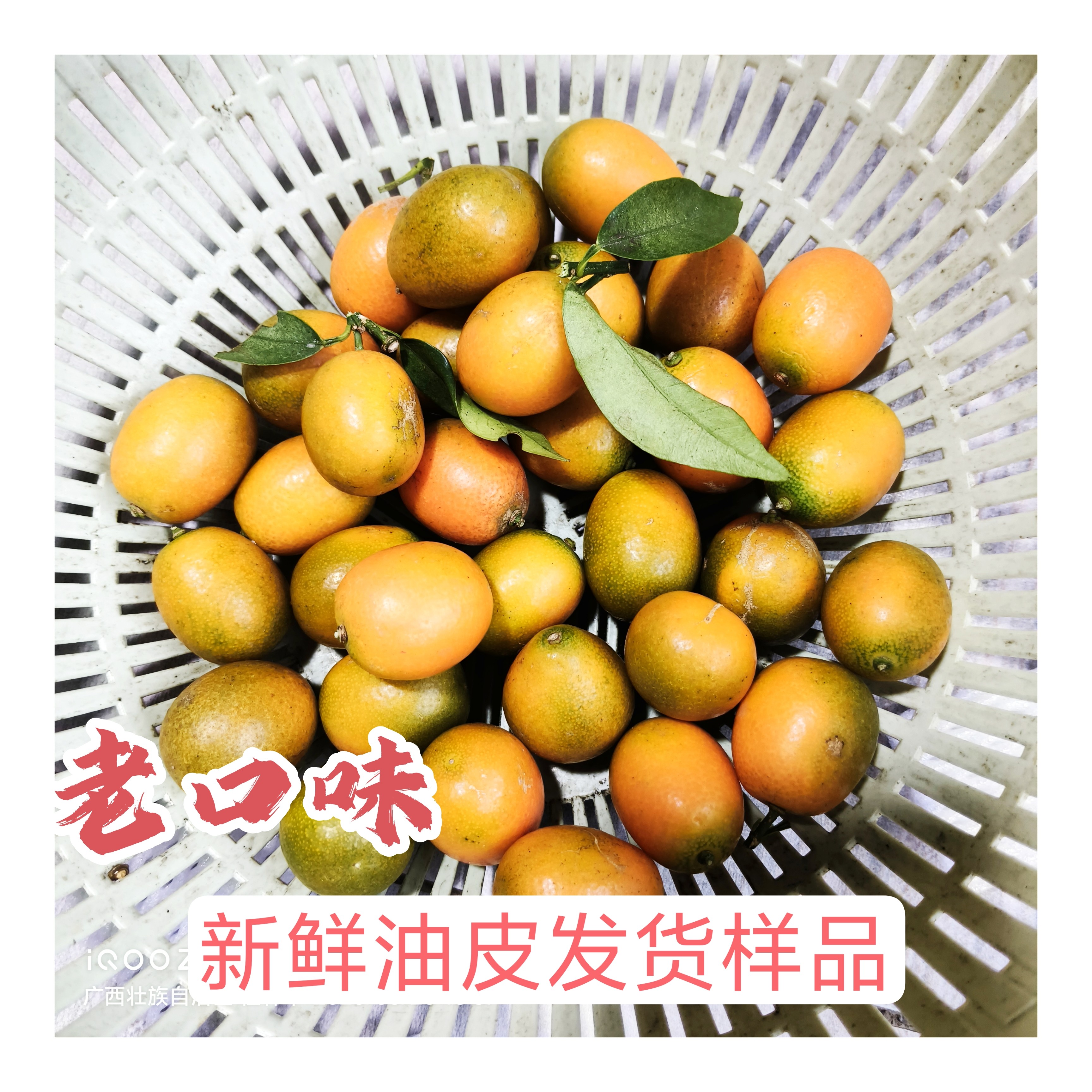 广西桂林阳朔正宗油皮金桔青口新鲜脆甜老品种一代麻皮金桔