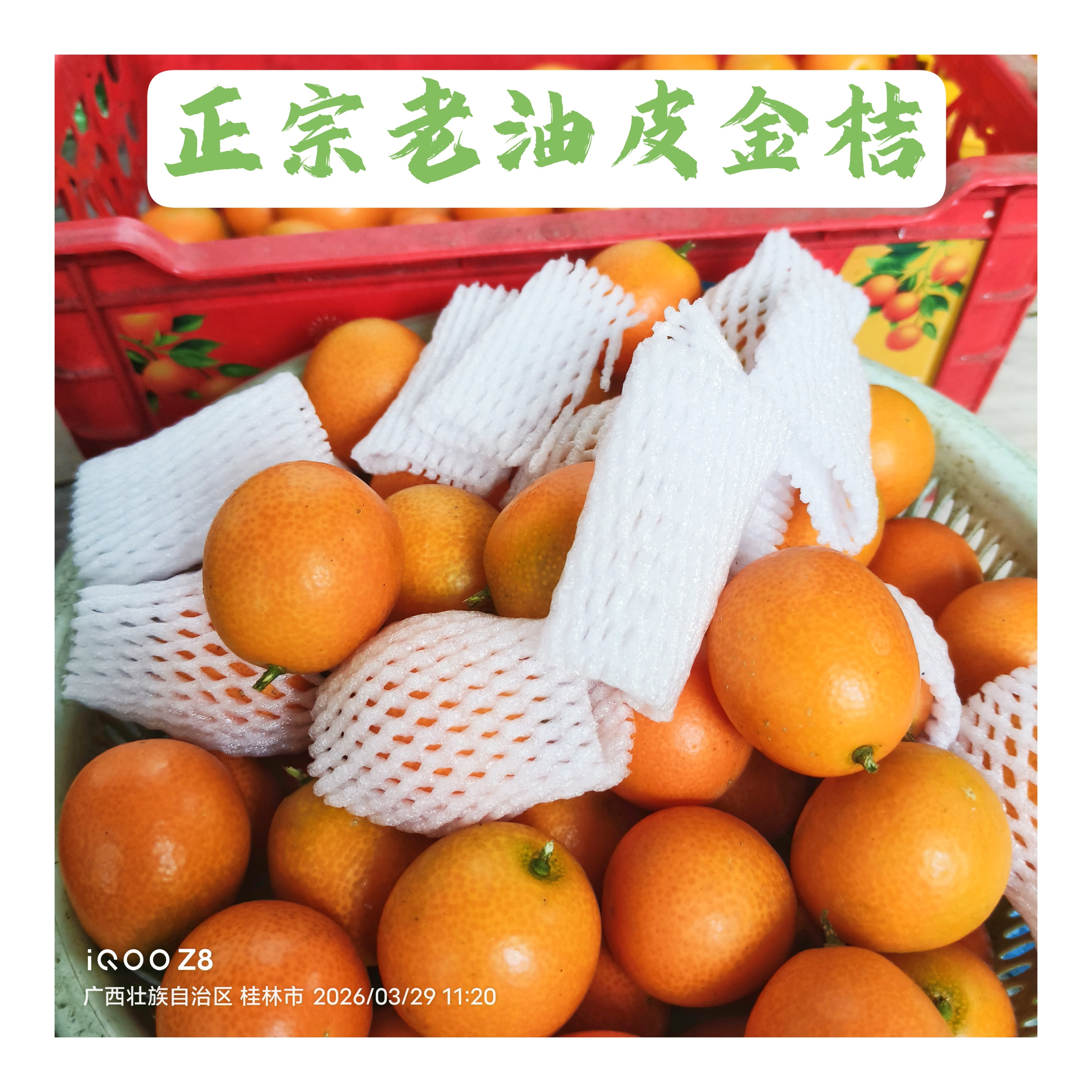 广西桂林现摘自然熟甜桔子