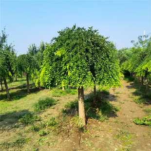 龙爪槐树苗造型树庭院行道大型耐寒遮阳绿化风景树嫁接黄金垂槐树