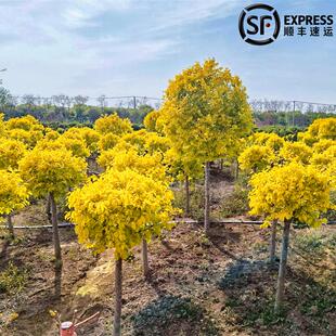 榆树苗庭院行道大型耐寒绿化风景树白榆榔榆垂榆黄金榆金叶榆树苗