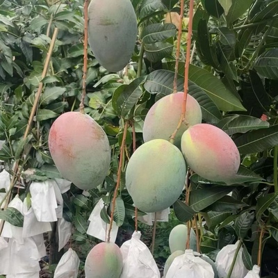 攀枝花凯特大芒果攀枝花芒果攀果
