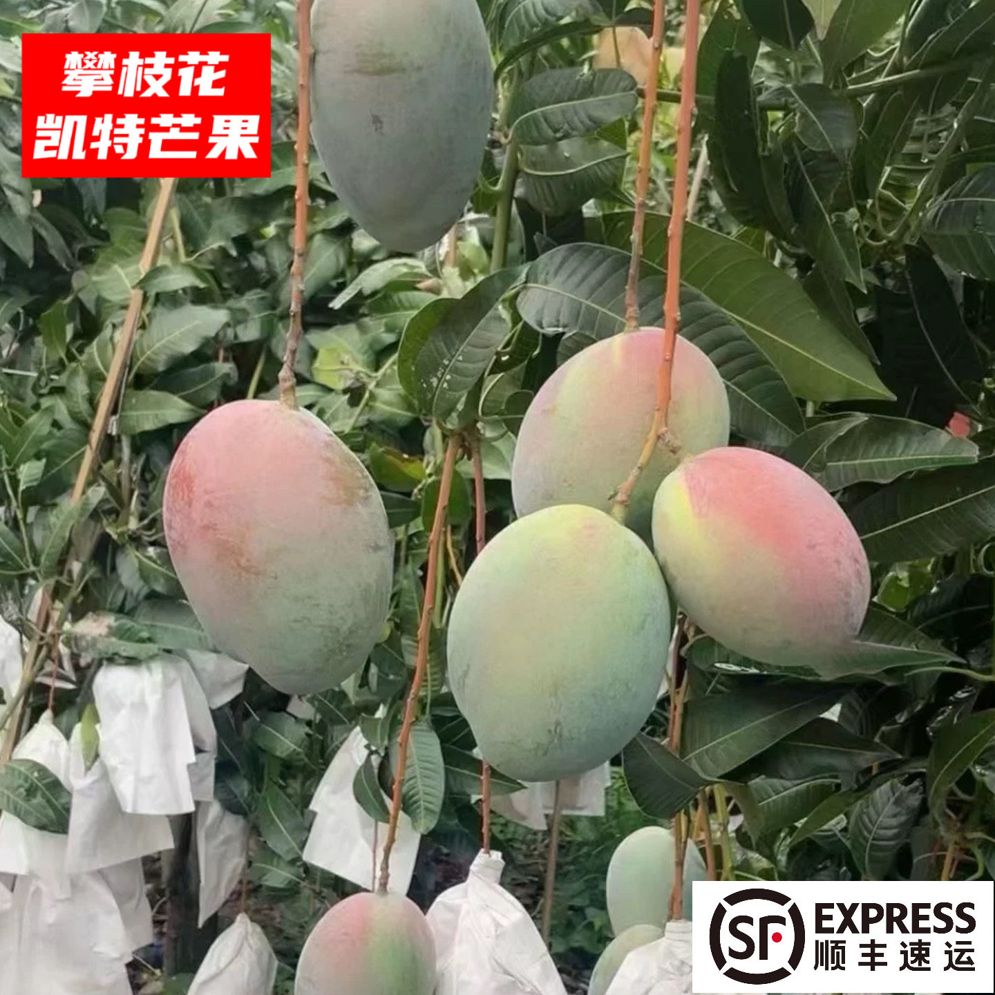 攀枝花晚熟凯特芒果现摘顺丰包邮