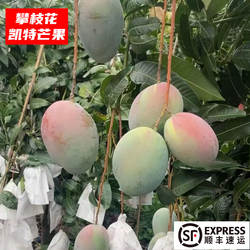 攀枝花芒果、攀枝花晚熟凯特芒果 新鲜水果当季现摘整箱 顺丰包邮