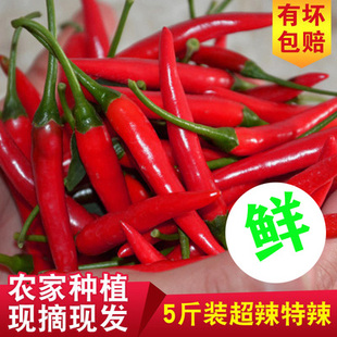 新鲜红辣椒 小米椒泰椒特辣朝天椒5小米辣 自种辣椒现摘5斤装包邮