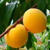 Large Jinxiu Peach seedlings grafting Yellow peach Sapling gold Peach seedlings North and South plant Then Result