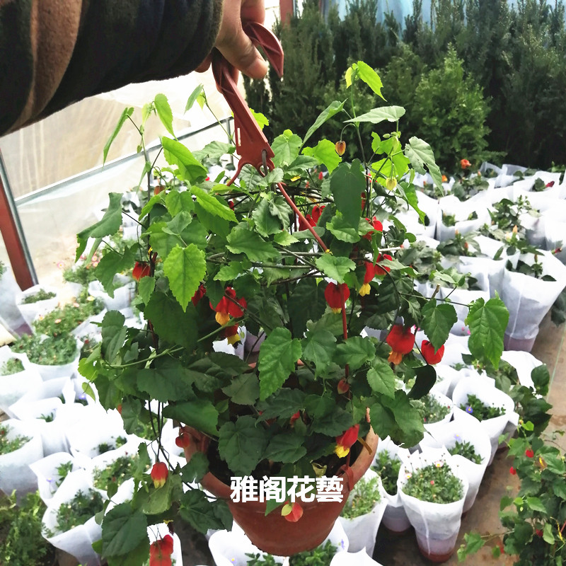 藤本植物灯笼花盆栽蔓性风铃花四季开花爬藤室外庭院好养易活花卉