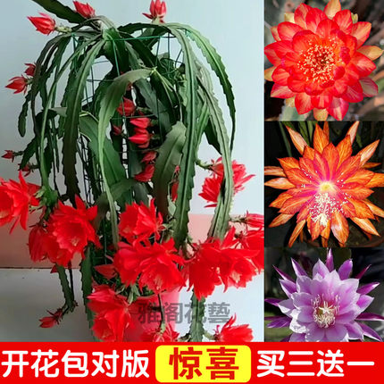 令箭荷花苗不带花苞不带根嫁接仙人掌科多肉植物盆栽绿植花卉包邮