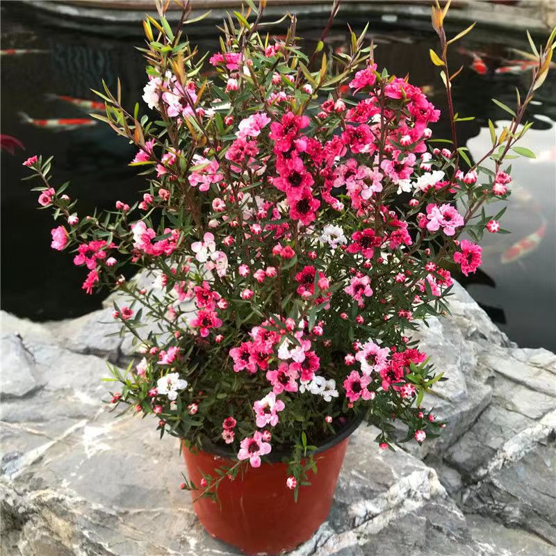 好养的花耐寒绿植阳台花卉室内植物澳洲松红梅盆栽带花苞四季常青