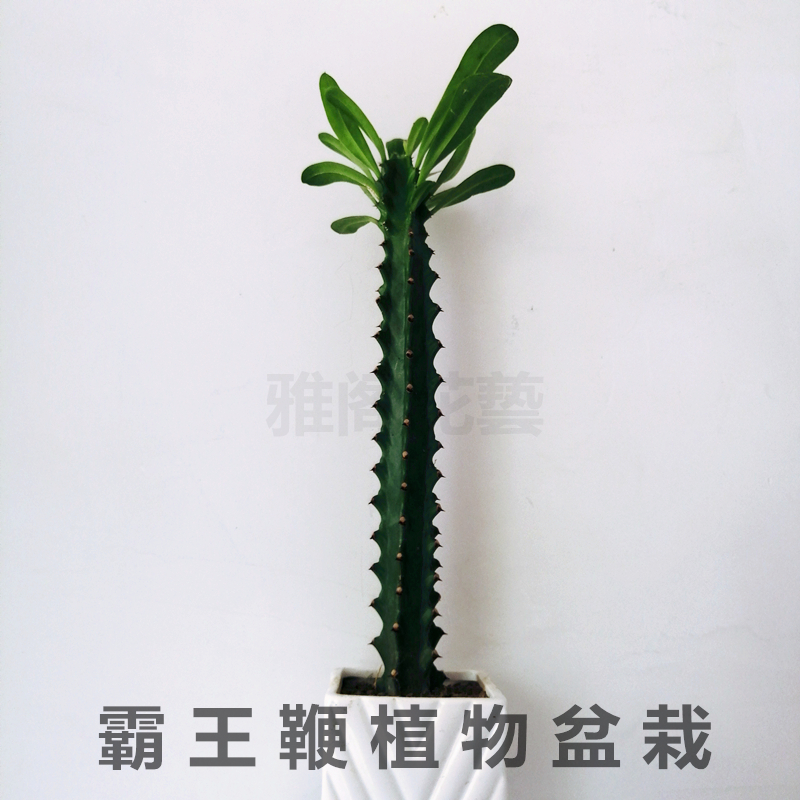 霸王鞭植物 仙人柱量天尺刺金刚杵稀有仙人掌类大型植物龙骨盆栽 鲜花速递/花卉仿真/绿植园艺 多肉植物 原图主图