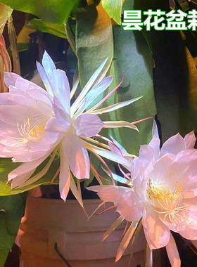 昙花盆栽室内阳台植物昙花苗食用昙花一现绿植花卉令箭荷花带花苞