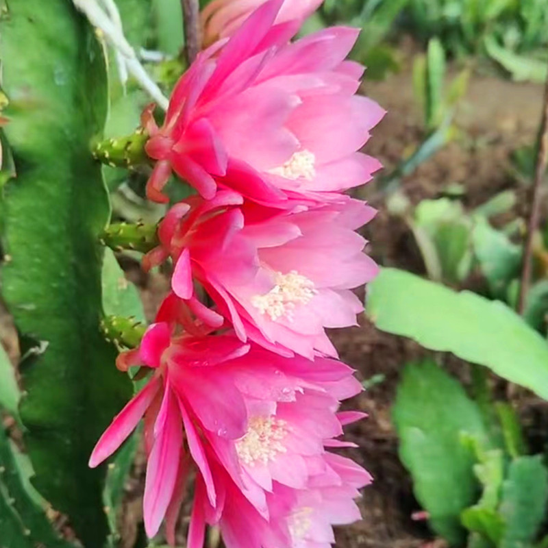 令箭荷花带花苞大苗昙花盆栽花卉室内植物花阳台好养活的绿植多肉-封面