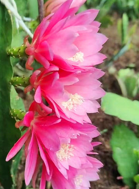 令箭荷花带花苞大苗昙花盆栽花卉室内植物花阳台好养活的绿植多肉