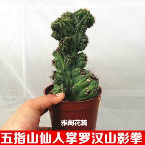 仙人山虎头罗汉山影拳盆景仙人掌