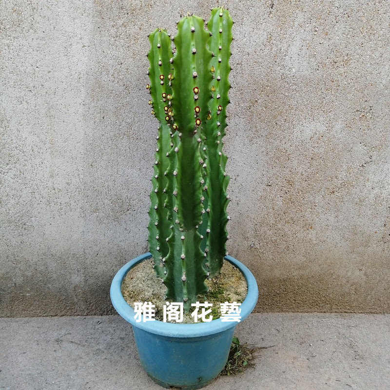 霸王鞭植物 仙人柱量天尺刺金刚杵 仙人掌科大型多肉龙骨盆栽包邮