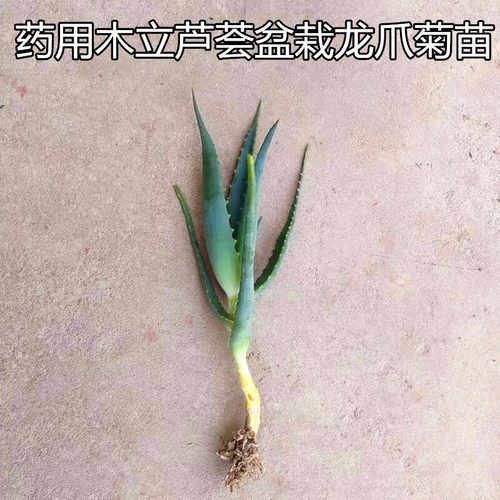 木立芦荟龙爪菊可食用药用植物