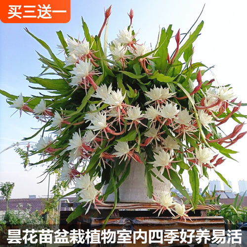 令箭荷花苗昙花盆栽植物室内花卉