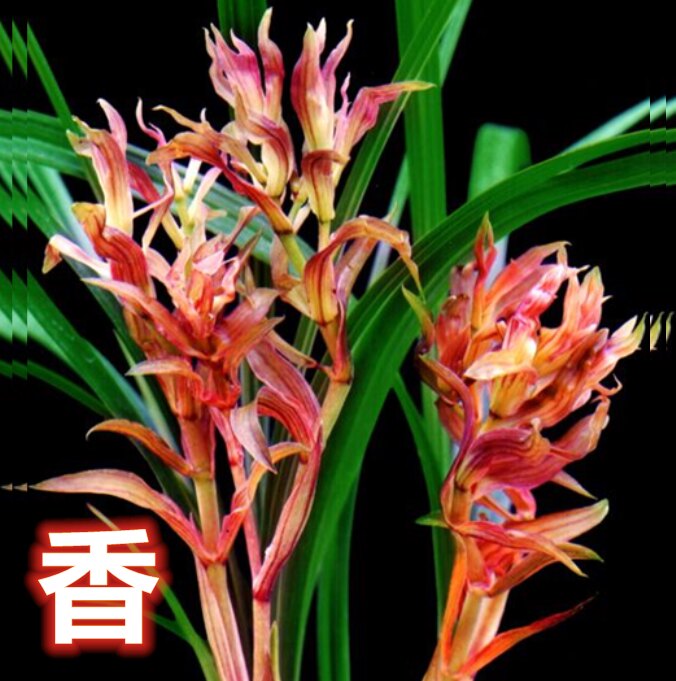 包邮当年开花自然老种春兰【火山魂】兰花苗阳台浓香花卉绿植盆栽