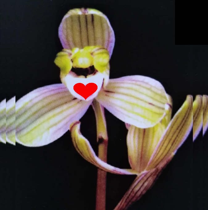 包邮当年开花老种莲瓣兰【玉龙梅】兰花苗阳台浓香花卉绿植盆栽