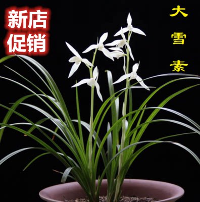 包邮当年开花老种莲瓣兰【大雪素】兰花苗阳台浓香花卉绿植盆栽