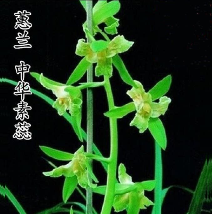 包邮当年开花老种蕙兰【中华素蕊】兰花苗阳台浓香花卉绿植盆栽