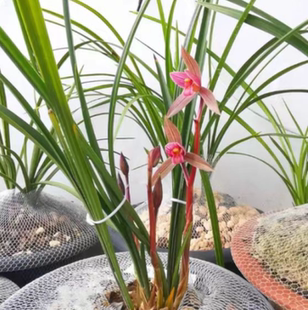 包邮当年开花老种春剑【都江红素】兰花苗阳台浓香花卉绿植盆栽