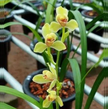 包邮当年开花自然老种建兰【夏皇梅】兰花苗阳台浓香花卉绿植盆栽