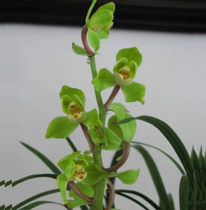 包邮当年开花自然老种蕙兰【祥荷】兰花苗阳台浓香花卉绿植盆栽