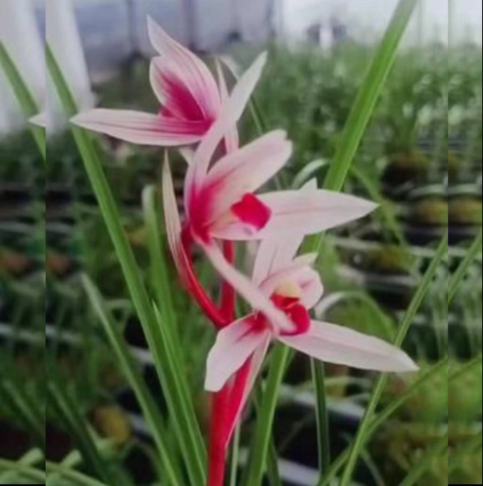 包邮当年开花自然老种莲瓣兰【红舌】兰花苗阳台浓香花卉绿植盆栽