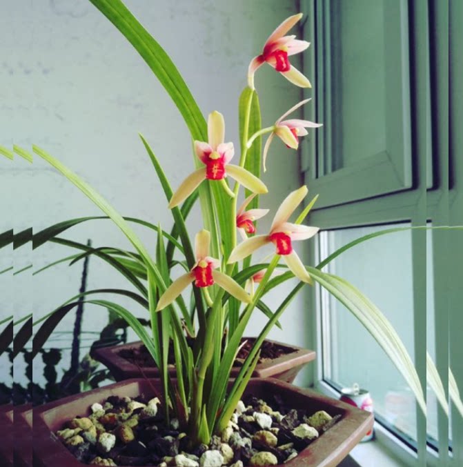 包邮当年开花老种建兰【贵妃醉酒】兰花苗阳台浓香花卉绿植盆栽