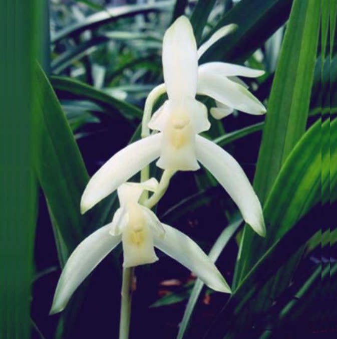 包邮当年开花老种建兰【青山玉泉】兰花苗阳台浓香花卉绿植盆栽