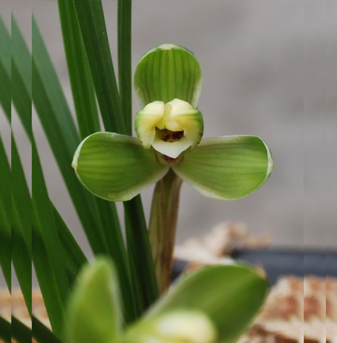 包邮当年开花自然老种春兰【贺神梅】兰花苗阳台浓香花卉绿植盆栽