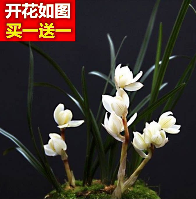 包邮当年开花老种莲瓣兰【素冠荷鼎】兰花苗阳台浓香花卉绿植盆栽