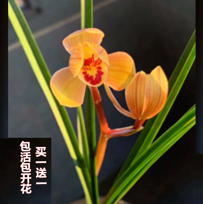 包邮当年开花老种莲瓣兰【永昌金荷】兰花苗阳台浓香花卉绿植盆栽