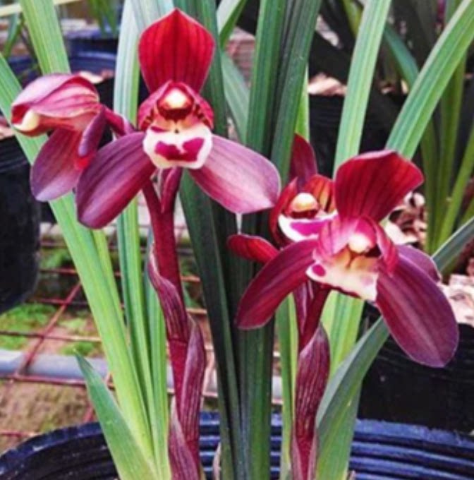 包邮当年开花老种春兰【富贵红荷】兰花苗阳台浓香花卉绿植盆栽