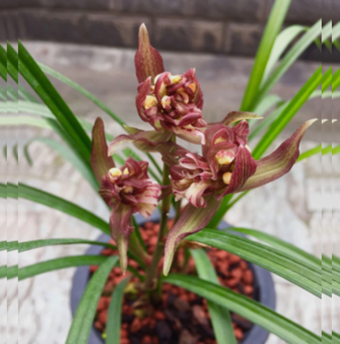 包邮当年开花老种春剑【美丽之冠】兰花苗阳台浓香花卉绿植盆栽