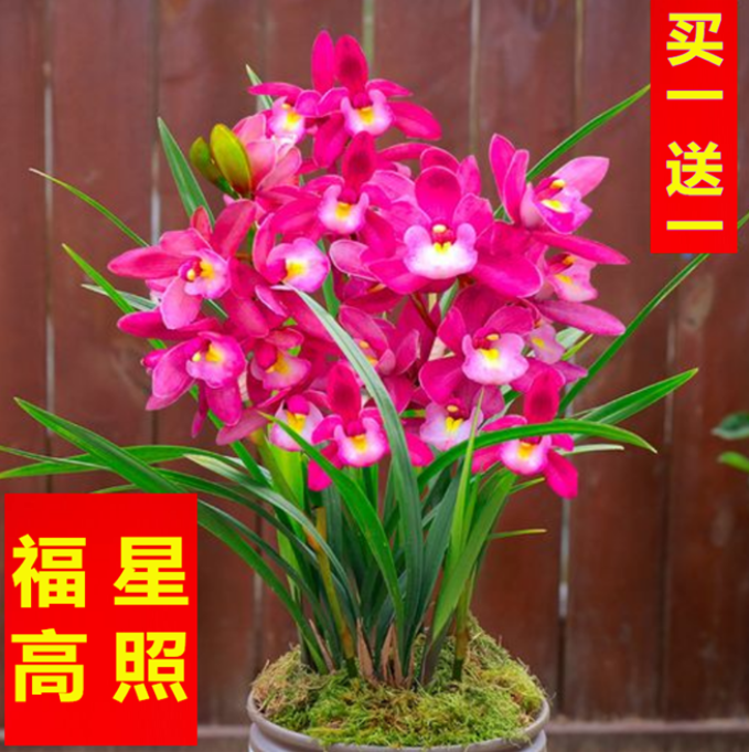 包邮当年开花老种建兰【福星高照】兰花苗阳台浓香花卉绿植盆栽