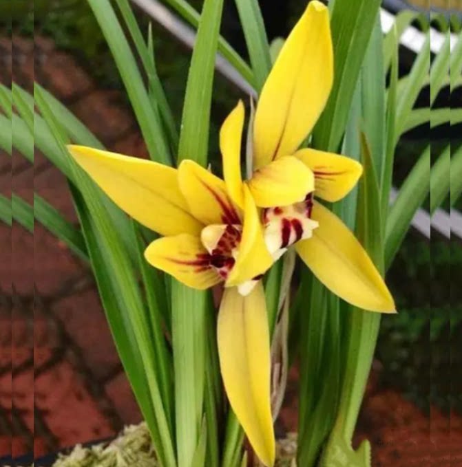 包邮当年开花自然老种春兰【金凤凰】兰花苗阳台浓香花卉绿植盆栽