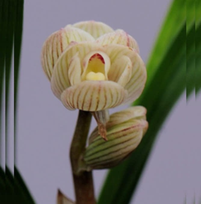 包邮当年开花老种莲瓣兰【华夏之星】兰花苗阳台浓香花卉绿植盆栽